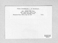 Mycosphaerella rubi image